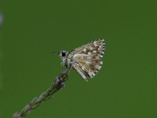 Pyrgus sp.